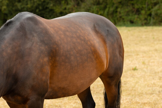 Close-up side view of a horse showing body condition, topline and weight. Suitable for illustrating equine weight management, nutrition, muscle development, and general health assessment. Equestrian.