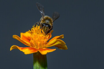A bee diligently collects nectar from a bright marigold flower, its delicate wings glimmer in the sunlight. This scene captures the harmony of nature in a lively garden, showcasing the beauty of a © Михаил Шорохов