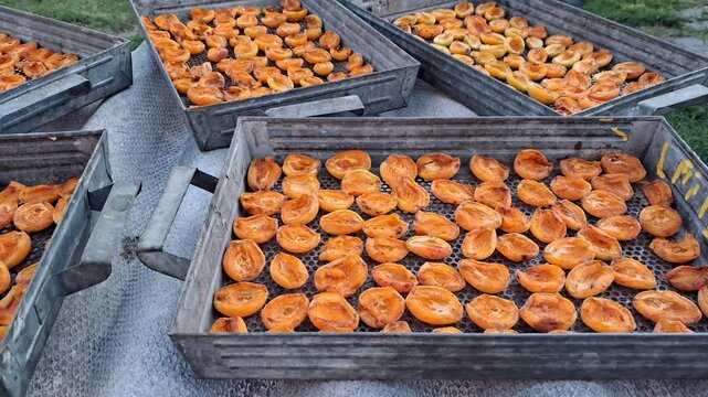 The process of drying apricots in summer in the sun.