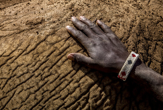 View of a person's hand wearing a traditional beaded bracelet resting on the textured, wrinkled skin of an elephant at Reteti Elephant Sanctuary, Samburu County, Kenya.