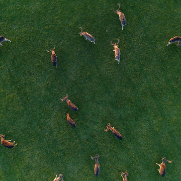 Aerial view of a herd of deer grazing on the green grass of Phoenix Park in Dublin 8, County Dublin, Ireland.