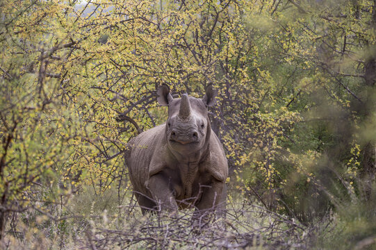 View of a black rhinoceros standing in the bush at Namunyak Wildlife Conservancy in Lpachie, Wilaya ya Samburu, Kenya.