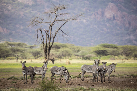View of a herd of Grevy's zebras grazing in the dry savanna landscape with a lone tree and rocky hills in the background at Namunyak Wildlife Conservancy in Lpachie, Wilaya ya Samburu, Kenya.