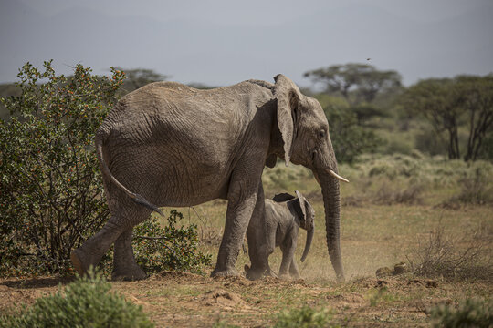 View of an African elephant and her calf walking through the dry savanna landscape at Namunyak Wildlife Conservancy in Lpachie, Wilaya ya Samburu, Kenya.