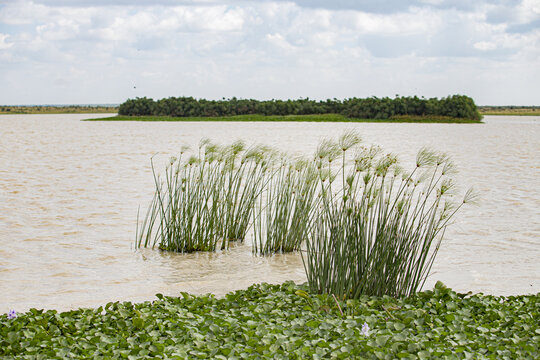 View of papyrus reeds growing in the calm waters of a lake with a small vegetated island in the background under a cloudy sky in Laikipia County, Kenya.