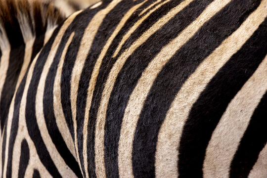 View of zebra stripes in Nairobi National Park, Nairobi, Nairobi County, Kenya.
