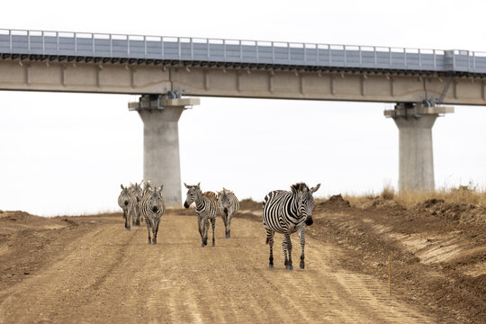 View of a herd of zebras walking along a dirt road beneath a large concrete bridge in Nairobi National Park, Nairobi, Nairobi County, Kenya.