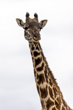 View of a giraffe head and neck with distinctive spotted pattern in Nairobi National Park, Nairobi, Nairobi County, Kenya.