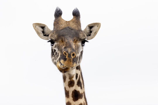 View of a giraffe with a funny expression in Nairobi National Park in Nairobi, Nairobi County, Kenya.