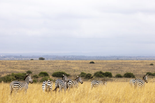 View of a herd of zebras grazing in the golden grasslands of Nairobi National Park in Nairobi, Nairobi County, Kenya.