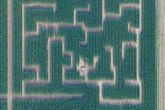 Aerial view of a corn maze carved into a large field with intricate pathways and green foliage in Soultz-Haut-Rhin, Grand Est, France.