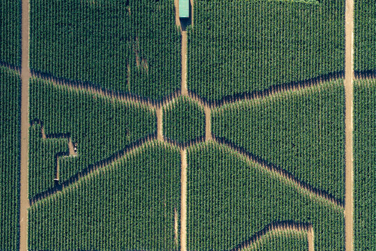 Aerial view of a geometric corn maze carved into a lush green maize field in Soultz-Haut-Rhin, Grand Est, France.