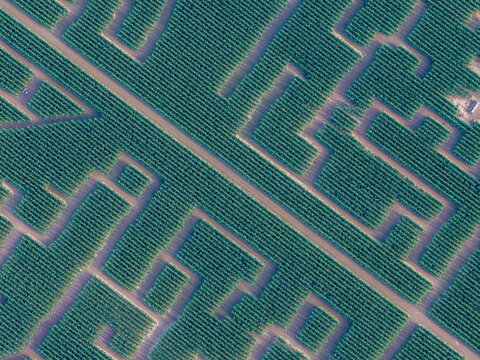 Aerial view of a complex corn maze with intricate geometric patterns carved into the agricultural fields in Soultz-Haut-Rhin, Grand Est, France.