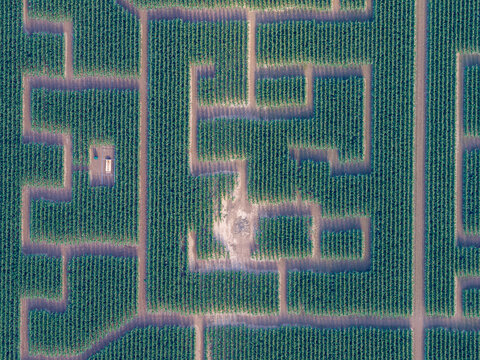 Aerial view of a large corn maze with intricate paths cut through the green crops in Soultz-Haut-Rhin, Grand Est, France.