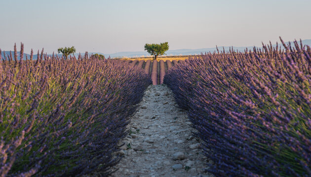 View of symmetrical rows of blooming lavender leading to a solitary tree at golden hour in Valensole, Provence-Alpes-Cote d'Azur, France.