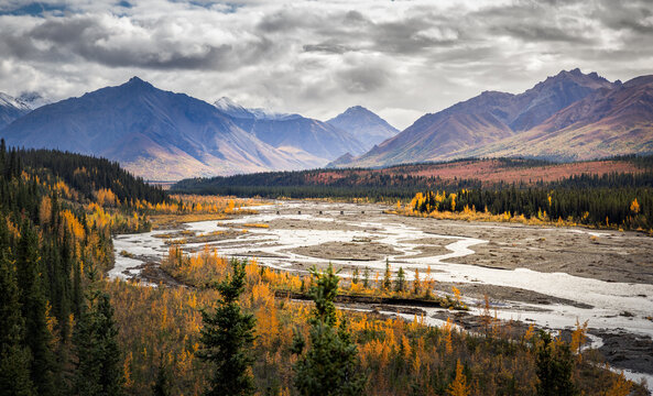 View of the braided river flowing through Denali National Park and Preserve with autumn foliage, evergreen trees, and snow-capped mountains under a cloudy sky in Alaska, United States.