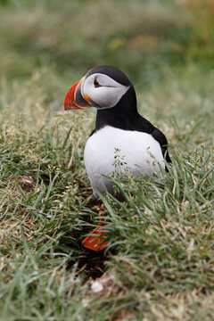Close Up of an Atlantic Puffin in its Grassy Nesting Habitat