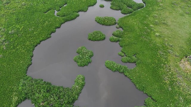 Aerial view of the lush mangrove forests and winding waterways of the Terra Ceia Preserve in Terra Ceia, Florida, United States.