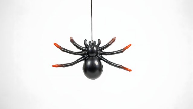 Black spider with orange-tipped legs on white background