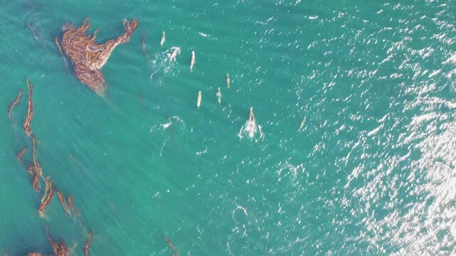 Aerial view of South American sea lions swimming through kelp forests in the turquoise waters near Puerto Williams, Magallanes and Chilean Antarctica, Chile.