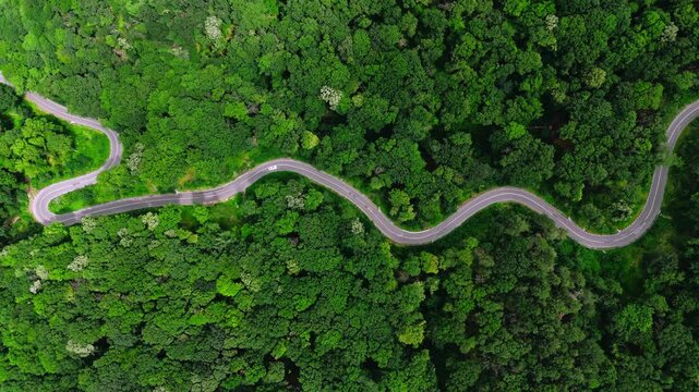 Aerial view of a winding road cutting through the dense green forest of Fruska Gora in Serbia.