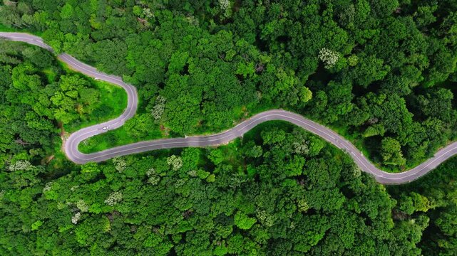 Aerial view of a winding road cutting through the dense green forest of Fruska Gora, Serbia.