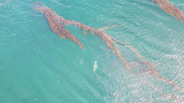 Aerial view of kelp forest floating in the clear blue ocean waters near Puerto Williams, Magallanes and Chilean Antarctica, Chile.