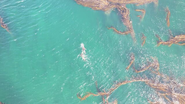 Aerial view of a South American sea lion swimming through clear turquoise water surrounded by floating kelp forests in Puerto Williams, Magallanes, Chile.
