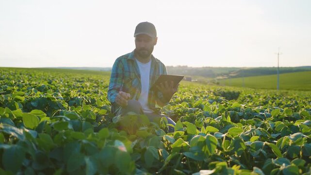Agronomist examining soybean crop with tablet in field
