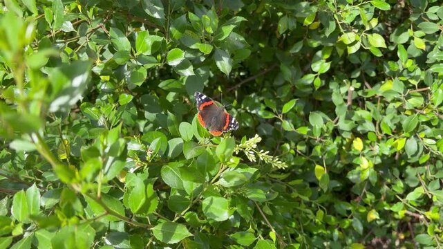 butterfly on a leaf