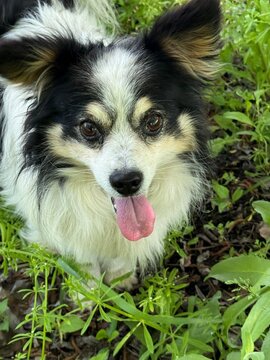 Cute silly dog goof in grass