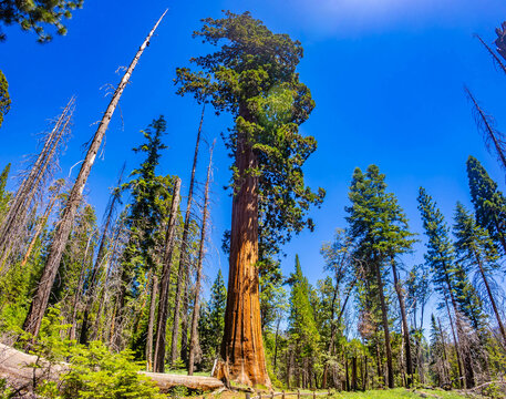 Towering Giant Sequoia trees looking up towards the blue sky in Mariposa Grove