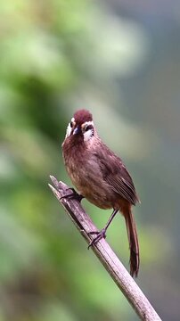Brown laughingthrush perching on a wooden branch in this high quality video footage capture showing the small bird moving its head and opening its beak to sing in the wild forest environment while dis
