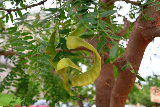 Honeylocust (Gleditsia triacanthos var. inermis) immature fruits