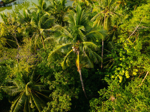 Aerial view of lush tropical palm trees and dense foliage surrounding a fish farm in Badian, Central Visayas, Philippines.