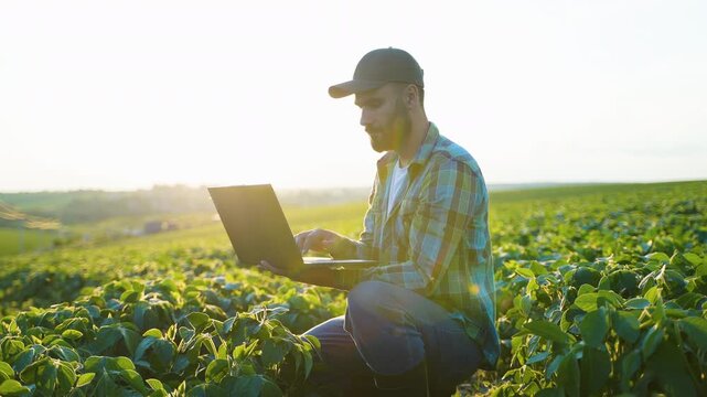 Farmer using a laptop computer in a soybean field at sunset