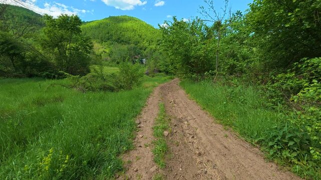 Sunlit dirt path winds through lush green forest. Balkans, Serbia.