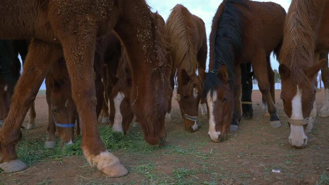 Group of horses at a stables eating green grass horsefeed from ground
