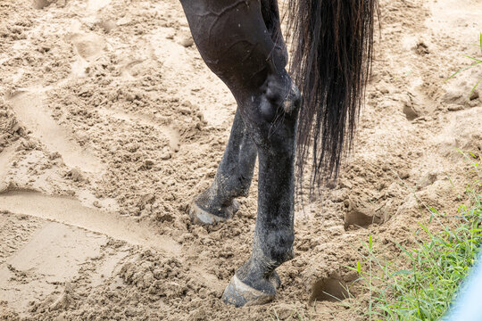 Hind legs of a horse standing on a muddy racetrack. 
