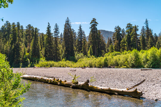 Hoh River in the Temperate Rainforest of Olympic National Park, Washington