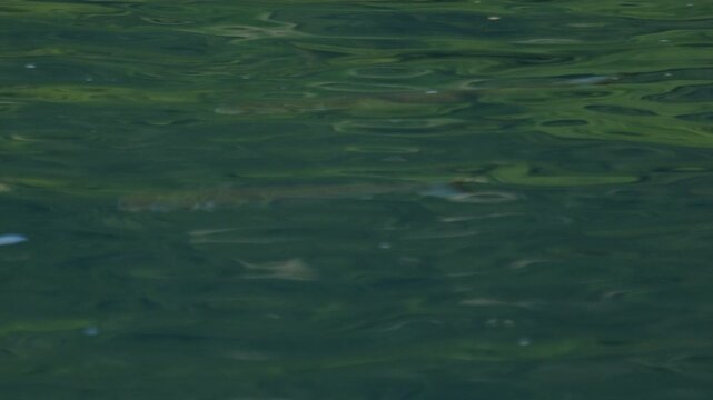 School of Mullet fish, Mugil cephalus, forage on the surface of the sea