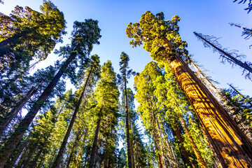 Fototapeta premium Massive giant sequoias towering over fenced Congress Trail pathway