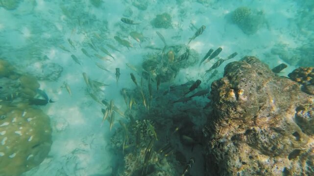 Group of fish swimming near rock, snorkeling in Maldives near Dhiffushi atoll