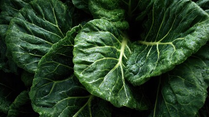 Obraz premium Fresh green kale leaves with water droplets in soft studio lighting showing texture and detail
