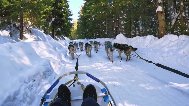 Riding a dog sled in winter on snow covered forest road, first person view
