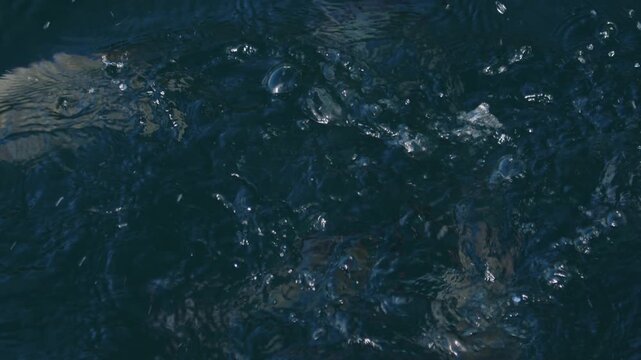 Underwater view of the fish feeding in the sea