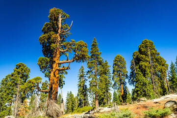 Fototapeta premium Twisted sequoia branches rise against blue sky