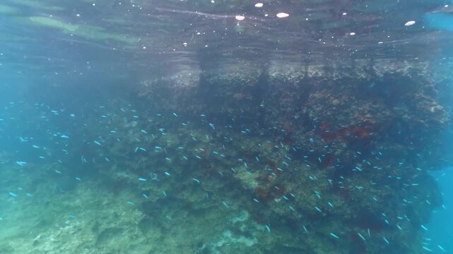 Group of small fish swimming near rocky shore, snorkelling in Oludeniz, Turkey