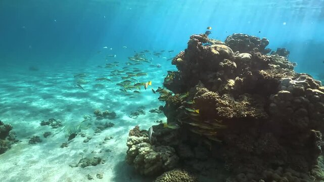 Snorkeling in Marsa Alam, Egypt, group of blackspot snapper and yellowfin goatfish resting by coral