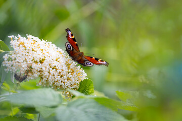 Peacock butterfly (Aglais io) on white butterfly bush (Buddleja davidii) flowers © anettastar